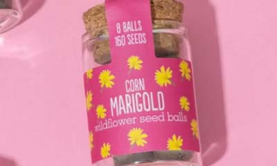 Free Wildflower Seed Jar